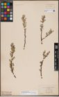 Foto von Salix candida Flüggé ex Willd. x Salix petiolaris Sm.